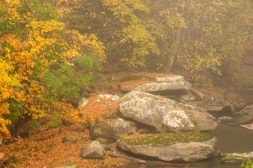 Big South Fork;Boulder;Boulders;Brown;Fog;Forest;Mist;River;Rock;Rock formations;Rocks;Stone;Stones;Tan;Timber;Timberland;Tree;Warm Colors;Warm Palette;Warm Tones;Wood;Woodland;Woodlands;Woods;color;foggy;gray;green;haze;leaves;mist;misty;oneness;orange;peaceful;trees;zen