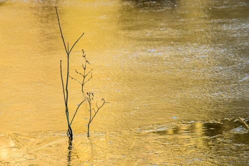 Abstract;Abstraction;Botanical;Branches;Calm;Frozen;Gold;Healing;Ice;Line;Macro;Minimalism;Mirror;Nature;Pastoral;Ripple;Shape;Wabi Sabi;Warm Colors;Warm Palette;Warm Tones;Water;Waterscape;Yellow;branch;color;landscape;oneness;oriental;pattern;peaceful;reflection;reflections;restful;serene;silhouette;soothing;texture;tranquil;tree limbs;yellow;zen
