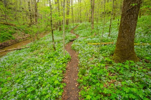Bloom;Blossom;Blossoms;Blue;Blue-eyed Mary;Brown;Calm;Concepts;Cool Colors;Cool Palette;Cool Tones;Flora;Floral;Flower;Floweret;Flowering;Flowers;Flowers & Plants;Forest;Forested;Green;Greens;Healing;Health care;Healthcare;Hiking Trail;Leaves;Minimalism;Nature;Oneness;Pastoral;Path;Pathway;Seasons;Spring;Springtime;Taylor Hollow;Timber;Timberland;Tree;Walkway;Wildflower;Wood;Woodland;Woods;bloom;color;flora;floral;flower;landscape;log;peaceful;plants;restful;serene;soothing;trail;tranquil;tree;trees;wildflower;zen
