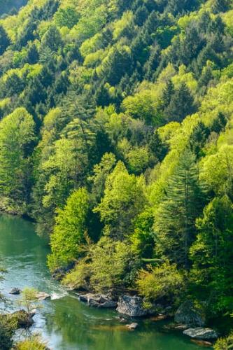Boulder;Boulders;Flow;Forest;Forested;Green;Mirror;Obed Wild and Scenic Riverway;Rapids;Reflection;Reflections;Ripple;River;Rock;Rock Formations;Rocks;Stone;Stones;Stream;Stream Bank;Timber;Timberland;Trees;Water;Woodland;Woods;flowing;obed;river bank