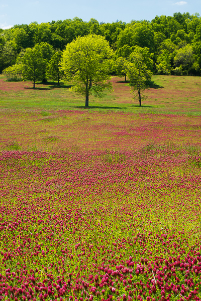 Agricultural;Blossom;Blossoms;Blue;Branches;Calm;Concepts;Cool Colors;Cool Palette;Cool Tones;Flora;Floral;Flower;Floweret;Flowering;Flowers;Flowers & Plants;Green;Greens;Healing;Health care;Healthcare;Leaves;Nature;Oneness;Pastoral;Pink;Sunlight;Sunshine;Tree;Wildflower;bloom;color;field;flora;floral;flower;foliage;landscape;magenta;pasture;peaceful;plants;restful;serene;soothing;sunlit;tranquil;tree;tree limbs;trees;zen