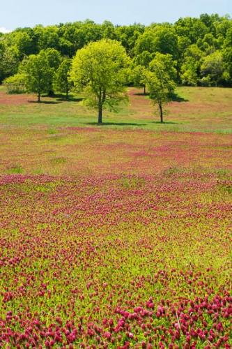 Agricultural;Bloom;Blossom;Blossoms;Blue;Clover;Crimson;Field;Fields;Flower;Floweret;Flowering;Flowers;Forest;Green;Hills;Landscape;Oneness;Pastoral;Peaceful;Plant;Plants;Red;Red Clover;Spring;Springtime;Tree;Tree Trunk;Trees;Trunk;bloom;flora;floral;pasture;tree limbs