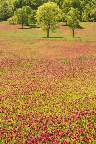 Agricultural;Bloom;Blossom;Blossoms;Clover;Crimson;Field;Fields;Flower;Floweret;Flowering;Flowers;Forest;Green;Hills;Landscape;Oneness;Pastoral;Peaceful;Plant;Plants;Red;Red Clover;Spring;Springtime;Tree;Tree Trunk;Trees;Trunk;bloom;flora;floral;pasture;tree limbs