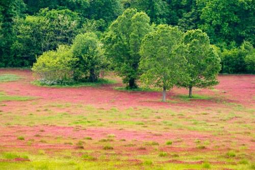Agricultural;Bloom;Blossom;Blossoms;Clover;Crimson;Field;Fields;Flower;Floweret;Flowering;Flowers;Forest;Green;Hills;Landscape;Oneness;Pastoral;Peaceful;Plant;Plants;Red;Red Clover;Spring;Springtime;Tree;Tree Trunk;Trees;Trunk;bloom;flora;floral;pasture;tree limbs