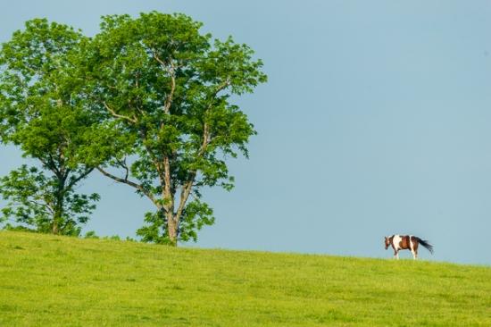 Blue;Branches;Brown;Calm;Healing;Health care;Healthcare;Horse;Leaf;Minimalism;Nature;Pastoral;Sunlight;Sunshine;Tan;Tree;Veins;bark;field;foliage;green;hillside;landscape;leaves;limbs;oneness;pasture;peaceful;plants;restful;serene;soothing;sunlit;tranquil;tree limbs;trunk;zen