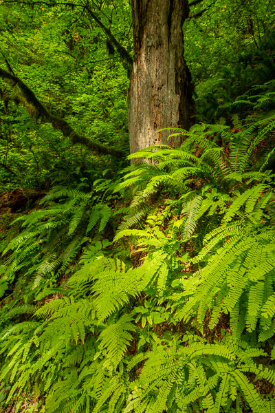 Botanical;Branches;Brown;Calm;Ferns;Forest;Forested;Healing;Health care;Healthcare;Nature;Oregon;Pastoral;Sunlight;Sunshine;Tan;Timber;Timberland;Tree;United States;Wood;Woodland;Woods;bark;botanicals;fern;green;landscape;leaves;limbs;oneness;peaceful;plants;restful;serene;soothing;sunlit;tranquil;tree limbs;trees;trunk;zen