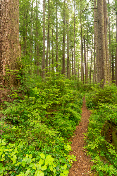 Blossom;Blossoms;Branches;Brown;Calm;Concepts;Cool Colors;Cool Palette;Cool Tones;Floweret;Flowering;Flowers;Flowers & Plants;Forest;Forested;Green;Greens;Healing;Health care;Healthcare;Hiking Trail;Leaves;Looking up;Nature;Oneness;Oregon;Pacific Northwest;Path;Pathway;Sunlight;Sunshine;Tan;Timber;Timberland;Tree;United States;Walkway;Wood;Woodland;Woods;bark;bloom;color;flora;floral;flower;landscape;limbs;peaceful;plants;restful;serene;soothing;sunlit;trail;tranquil;tree;tree limbs;trees;trunk