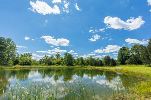Blue;Branch;Branches;Cattails;Cloud;Cloud Formation;Clouds;Forest;Green;Healing;Health care;Healthcare;Lake;Landscape;Leaf;Leaves;Mirror;Nature;Ohio;Oneness;Peaceful;Plant;Plants;Pond;Reflection;Reflections;Reservoir;Shrub;Sky;Tree;Tree Trunk;Trees;Trunk;Water;bench;botanical;botanicals;calm;picnic table;restful;serene;soothing;tranquil;tree limbs;trees;zen