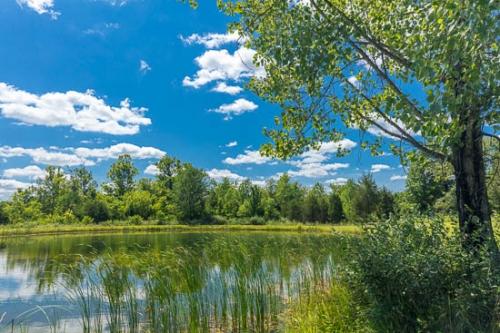 Blue;Branch;Branches;Cattails;Cloud;Cloud Formation;Clouds;Forest;Green;Healing;Health care;Healthcare;Lake;Landscape;Leaf;Leaves;Mirror;Nature;Ohio;Oneness;Peaceful;Plant;Plants;Pond;Reflection;Reflections;Reservoir;Shrub;Sky;Tree;Tree Trunk;Trees;Trunk;Water;botanical;botanicals;calm;restful;serene;soothing;tranquil;tree limbs;trees;zen
