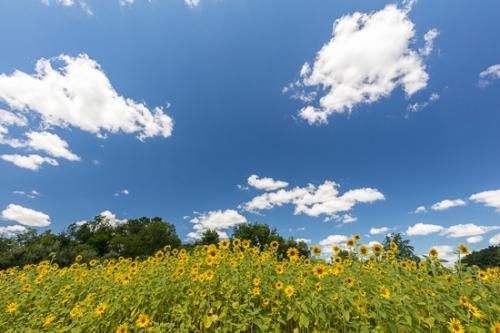 Bloom;Blossom;Blossoms;Botanical;Brown;Bud;Calm;Close-up;Cloud;Cloud Formation;Clouds;Cloudy;Floral;Floweret;Flowering;Flowers;Flowers & Plants;Healing;Health care;Healthcare;Leaf;Looking up;Modern;Nature;Ohio;Pastoral;Petal;Petals;Summer;Summertime;Tree;Yellow;bloom;blue;botanicals;flora;floral;flower;green;landscape;leaves;oneness;peaceful;plant;plants;restful;serene;sky;soothing;tranquil;trees;zen