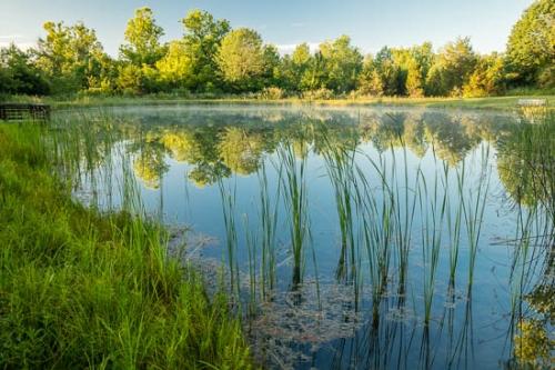 Cattails;Green;Lake;Mirror;Mist;Ohio;Oneness;Pastoral;Peaceful;Pond;Reflection;Reflections;Shore;Shoreline;Tree;Trees;Water;bench;dock;fog;foggy;misty;pool;zen