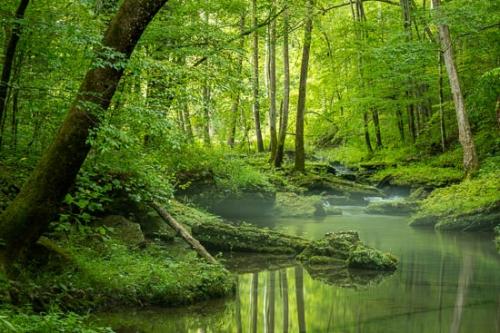 Bobo Creek;Boulder;Boulders;Brook;Brown;Chute;Creek;Falls;Flow;Forest;Forested;Green;Healing;Health care;Healthcare;Landscape;Mirror;Mist;Modern;Nature;Obscured;Oneness;Pastoral;Peaceful;Pouring;Reflection;Reflections;Ripple;River;Rivers;Rock;Rocks;Short Springs State Natural Area;Spring;Springtime;Stone;Stones;Stream;Stream Bank;Streaming;Sunlight;Sunlit;Sunshine;Tan;Tennessee;Trees;Tullahoma;United States;Water;Waterfall;Waterfalls;Wood;Woodland;Woods;botanicals;calm;contemporary;contemporary art;flowing;fog;foggy;haze;log;misty;modern art;pool;restful;river bank;serene;soothing;tranquil;zen