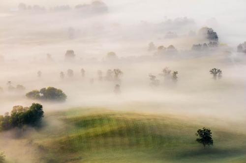 Field;McCloud Mountain;Mist;Powell Valley;Tree;Trees;fog;foggy;haze;misty;zen