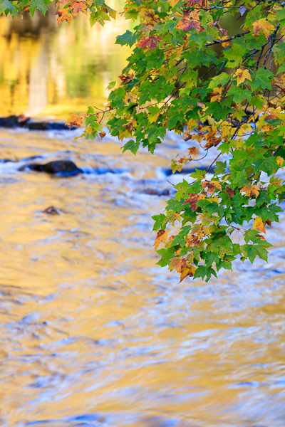 Blossom;Blossoms;Blue;Blue Ridge Parkway;Botanical;Branches;Brown;Calm;Close-up;Creek;Flow;Floweret;Flowering;Flowers;Flowers & Plants;Forest;Gold;Healing;Health care;Healthcare;Leaf;Maple;Maple tree;Modern;Nature;North Carolina;Pastoral;Plant;Ripple;River;Rock;Stone;Stream;Tan;Tree;United States;Warm Colors;Warm Palette;Warm Tones;Water;Waterscape;Woods;Yellow;bloom;color;contemporary;flora;floral;flower;flowing;foliage;green;landscape;leaves;oneness;orange;peaceful;plant;plants;rapids;reflection;reflections;restful;serene;soothing;tranquil;tree limbs;trees;zen
