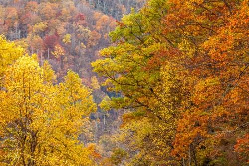 Autumn;Branch;Branches;Fall;Forest;Forested;Great Smoky Mountains National Park;Green;Leaves;Oneness;Orange;Peaceful;Timber;Timberland;Tree;Tree Trunk;Trees;Trunk;Woodland;Woodlands;Woods;Yellow;limbs;tree limbs