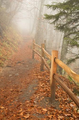 Appalachian Mountains;Appalachian Trail;Autumn;Branches;Brown;Calm;Fall;Fog;Forest;Forested;Great Smoky Mountains;Healing;Health care;Healthcare;Hiking Trail;Journey;Mist;Nature;Obscured;Pastoral;Path;Pathway;Steps;Tan;Timber;Timberland;Tree;Walkway;Warm Colors;Warm Palette;Warm Tones;Wood;Woodland;Woodlands;Woods;Yellow;color;fence;fence post;fence row;foggy;green;haze;landscape;leaves;mist;misty;oneness;orange;peaceful;restful;serene;soothing;trail;tranquil;trees;yellow;zen