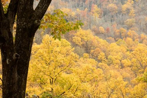 Autumn;Branches;Brown;Calm;Fall;Forest;Forested;Gold;Healing;Health care;Healthcare;Mountain;Mountain Side;Nature;Pastoral;Tan;Timber;Timberland;Tree;Warm Colors;Warm Palette;Warm Tones;Wood;Woodland;Woodlands;Woods;Yellow;branch;color;green;hillside;landscape;leaves;limbs;oneness;orange;peaceful;restful;serene;soothing;tranquil;tree limbs;tree trunk;trees;zen