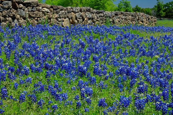 Blossom;Blossoms;Blue;Brown;Calm;Close-up;Concepts;Cool Colors;Cool Palette;Cool Tones;Flora;Floral;Flower;Floweret;Flowering;Flowers;Flowers & Plants;Green;Greens;Healing;Health care;Healthcare;Looking up;Minimalism;Nature;Oneness;Pastoral;Petal;Rock;Seasons;Spring;Springtime;Stone;Stones;Sunlight;Sunshine;Tan;Wildflower;bloom;color;fence;flora;floral;flower;green;landscape;pasture;peaceful;plants;restful;serene;soothing;sunlit;tranquil