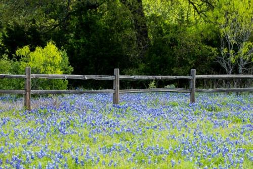 Bloom;Blossom;Blossoms;Blue;Bluebonnet;Bluebonnets;Flower;Floweret;Flowering;Flowers;Green;Petal;Texas;Texas Bluebonnet;Wildflower;bloom;flora;floral