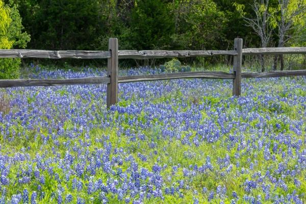 Aqua;Bloom;Blossom;Blossoms;Blue;Bluebonnets;Blues;Brown;Calm;Cool Colors;Cool Palette;Cool Tones;Floral;Floweret;Flowering;Flowers;Healing;Health care;Healthcare;Lupinus texensis;Nature;Petal;Tan;Texas;Texas Bluebonnet;United States;Warm Colors;Warm Palette;Warm Tones;Yellow;bloom;blue;color;flora;floral;flower;green;peaceful;plants;restful;serene;soothing;tranquil;wildflower;yellow