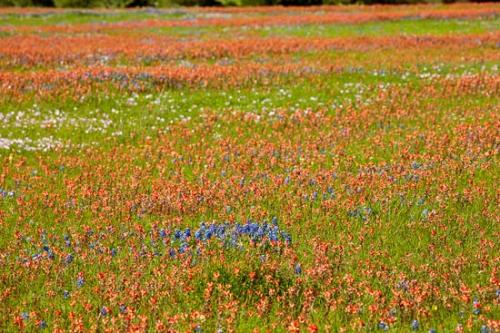 Bloom;Blossom;Blossoms;Blue;Field;Flower;Floweret;Flowering;Flowers;Flowers & Plants;Green;Healing;Health care;Healthcare;Indian Paintbrush;Landscape;Nature;Oneness;Pastoral;Peaceful;Pink;Plants;Red;Texas;Texas Bluebonnet;Wildflower;bloom;botanical;calm;flora;floral;primrose;restful;serene;soothing;tranquil;zen