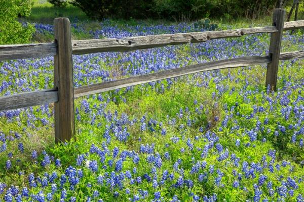 Aqua;Bloom;Blossom;Blossoms;Blue;Bluebonnets;Blues;Brown;Calm;Cool Colors;Cool Palette;Cool Tones;Floral;Floweret;Flowering;Flowers;Healing;Health care;Healthcare;Lupinus texensis;Nature;Petal;Tan;Texas;Texas Bluebonnet;United States;Warm Colors;Warm Palette;Warm Tones;Yellow;bloom;blue;color;flora;floral;flower;green;peaceful;plants;restful;serene;soothing;tranquil;wildflower;yellow