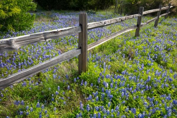 Aqua;Bloom;Blossom;Blossoms;Blue;Bluebonnets;Blues;Brown;Calm;Cool Colors;Cool Palette;Cool Tones;Floral;Floweret;Flowering;Flowers;Healing;Health care;Healthcare;Lupinus texensis;Nature;Petal;Tan;Texas;Texas Bluebonnet;United States;Warm Colors;Warm Palette;Warm Tones;Yellow;bloom;blue;color;flora;floral;flower;green;peaceful;plants;restful;serene;soothing;tranquil;wildflower;yellow