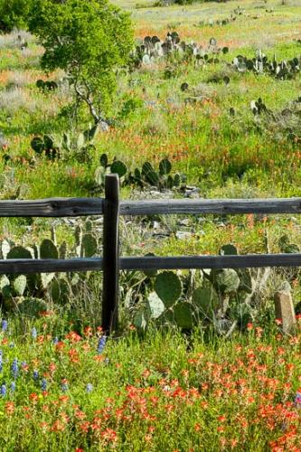 Bloom;Blossom;Blossoms;Blue;Bluebonnet;Bluebonnets;Fence;Flower;Floweret;Flowering;Flowers;Green;Indian Paintbrush;Petal;Prickly Pear Cactus;Red;Texas;Texas Bluebonnet;Wildflower;bloom;flora;floral