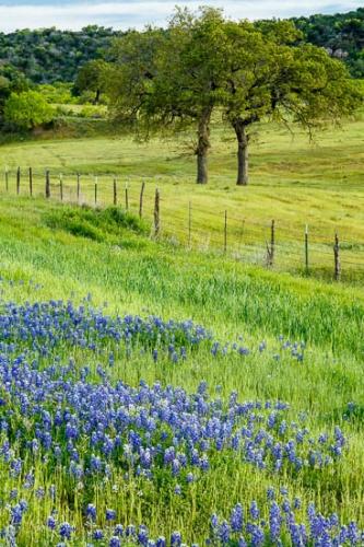 Bloom;Blossom;Blossoms;Blue;Bluebonnet;Bluebonnets;Branches;Brown;Fence;Field;Flower;Floweret;Flowering;Flowers;Green;Hill;Hillside;Mountain;Mountain Side;Oneness;Pastoral;Peaceful;Petal;Texas;Texas Bluebonnet;Tree;Trees;Trunk;Wildflower;bark;bloom;flora;floral;limbs;pasture;tree limbs
