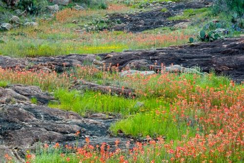 Black-eyed Susan;Bloom;Blossom;Blossoms;Boulder;Boulders;Calm;Floral;Floweret;Flowering;Flowers;Healing;Health care;Healthcare;Indian Paintbrush;Nature;Pastoral;Prickly Pear Cactus;Rock;Rock formations;Rocks;Rocky;Seasons;Spring;Springtime;Stone;Stones;Texas;Yellow;bloom;flora;floral;flower;green;landscape;oneness;peaceful;plants;red;restful;serene;soothing;tranquil;wildflower;zen