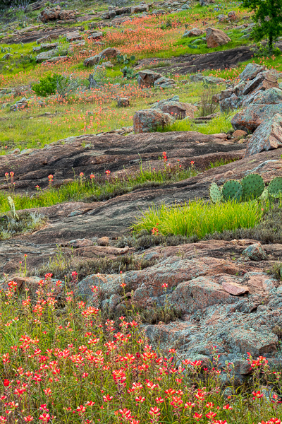 Bloom;Blossom;Blossoms;Boulder;Boulders;Brown;Calm;Floral;Floweret;Flowering;Flowers;Geological;Healing;Health care;Healthcare;Indian Paintbrush;Inks Lake State Park;Nature;Pastoral;Petal;Prickly Pear Cactus;Rock;Rock formations;Rocks;Rocky;Stone;Stones;Sunlight;Sunshine;Tan;Texas;Texas Hill Country;United States;bloom;flora;floral;flower;green;landscape;oneness;peaceful;plants;red;restful;serene;soothing;sunlit;tranquil;wildflower;zen