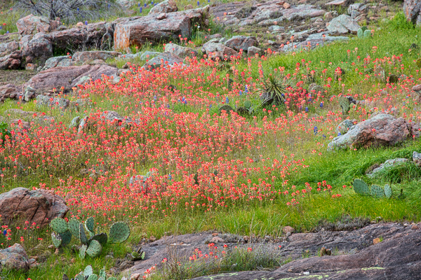 Bloom;Blossom;Blossoms;Boulder;Boulders;Brown;Calm;Floral;Floweret;Flowering;Flowers;Geological;Healing;Health care;Healthcare;Indian Paintbrush;Inks Lake State Park;Nature;Pastoral;Petal;Prickly Pear Cactus;Rock;Rock formations;Rocks;Rocky;Stone;Stones;Sunlight;Sunshine;Tan;Texas;Texas Hill Country;United States;bloom;flora;floral;flower;green;landscape;oneness;peaceful;plants;red;restful;serene;soothing;sunlit;tranquil;wildflower;zen