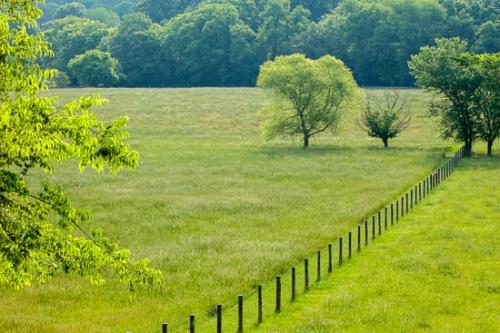Agricultural;Fence;Field;Fields;Green;Pastoral;Peaceful;Spring;Springtime;Tree;Trees;pasture;tree limbs