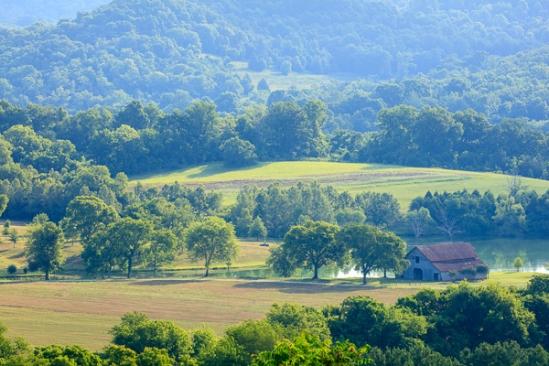 Agricultural;Agriculture;Barn;Branches;Brown;Calm;Farm;Farming;Forest;Forested;Healing;Health care;Healthcare;Hill;Minimalism;Mountain Side;Nature;Pastoral;Sunlight;Sunshine;Tan;Timber;Timberland;Tree;Wood;Woodland;Woods;fence;field;green;hillside;landscape;leaves;oneness;pasture;peaceful;plants;restful;serene;soothing;sunlit;tranquil;tree limbs;trees;trunk;zen