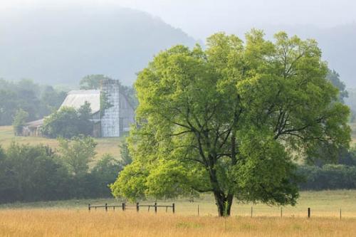 Agricultural;Agriculture;Barn;Branches;Brown;Farm;Farming;Farmland;Fence;Field;Fields;Gold;Green;Hay;Leaves;Tree;Trees;Trunk;Yellow;limbs;pasture;silo;tree limbs