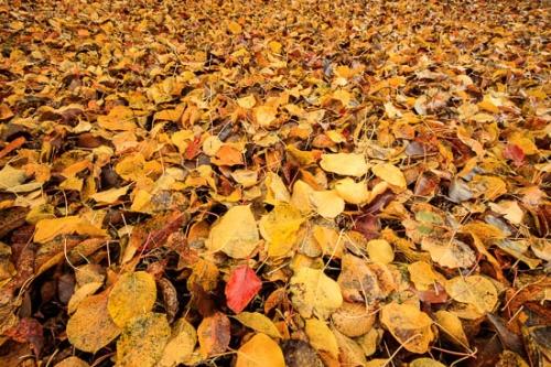 Abstract;Abstraction;Autumn;Brown;Close-up;Fall;Fallen;Fallen Leaves;Foliage;Gold;Gray;Green;Leaf;Leaves;Line;Oneness;Orange;Pattern;Peaceful;Plant;Red;Shape;Tan;Texture;Veins;Wabi Sabi;Yellow;botanical;zen