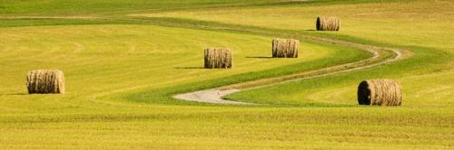 Agricultural;Agriculture;Bale;Brown;Calm;Farming;Gold;Healing;Health care;Healthcare;Highway;Hiking Trail;Nature;Panoramic;Pastoral;Path;Pathway;Roadway;Seasons;Summer;Summertime;Tan;Wabi Sabi;Walkway;Warm Colors;Warm Palette;Warm Tones;Yellow;color;contemporary art;farm;field;green;hay;landscape;oneness;orange;pasture;peaceful;restful;road;serene;soothing;trail;tranquil;yellow;zen