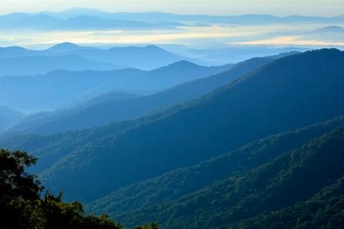 Bloom;Blossom;Blossoms;Blue;Blue Ridge Parkway;Bud;Calm;Close-up;Cloud;Clouds;Floweret;Flowering;Flowers;Fog;Forest;Forested;Healing;Health care;Healthcare;Hill;Mist;Mountain;Mountain Side;Mountain Top;Mountainous;Nature;North Carolina;Obscured;Pastoral;Petal;Pinnacle;Summit;Sun-up;Sunlight;Timberland;Valley;Wood;Woodland;Woods;bloom;dawn;daybreak;flora;floral;flower;foggy;haze;hillside;landscape;mist;misty;morn;morning;oneness;peaceful;restful;serene;sky;soothing;sunrise;sunup;tranquil;wildflower;zen