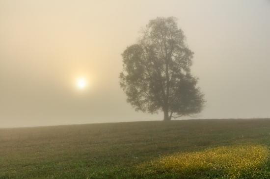 Branches;Brown;Calm;Cloud;Cloudy;Fog;Gold;Healing;Minimalism;Mist;Nature;Obscured;Pastoral;Sunlight;Sunshine;Tan;Tree;Yellow;contemporary art;dawn;daybreak;field;foggy;green;haze;landscape;limbs;mist;misty;modern art;morn;morning;oneness;pasture;peaceful;plants;restful;serene;sky;soothing;sunlit;sunrise;sunup;tranquil;tree limbs;trunk;zen