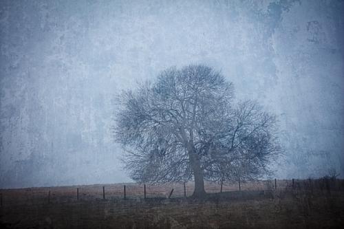 Branches;Cloud;Clouds;Cloudy;Fog;Mist;Obscured;Tree;branch;fence;field;foggy;haze;limbs;mist;misty;pasture;sky;textured;tree limbs;trees;trunk