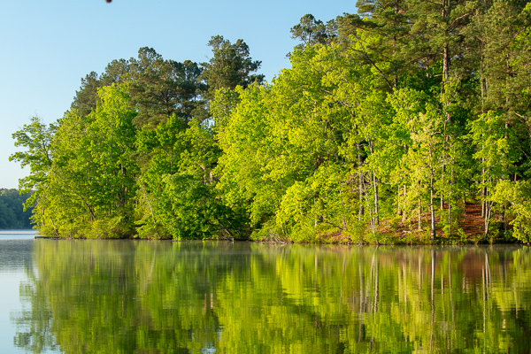 Blue;Branches;Brown;Calm;Forest;Forested;Healing;Health care;Healthcare;Mirror;Natchez Trace State Park;Nature;Pastoral;Ripple;State Park;Sunlight;Sunshine;Tan;Tennessee;Timber;Timberland;Tree;United States;Water;Waterscape;Wood;Woodland;Woods;foliage;green;lake;landscape;leaves;limbs;oneness;peaceful;plants;pool;reflection;reflections;restful;serene;soothing;sunlit;tranquil;tree limbs;trees;trunk;zen
