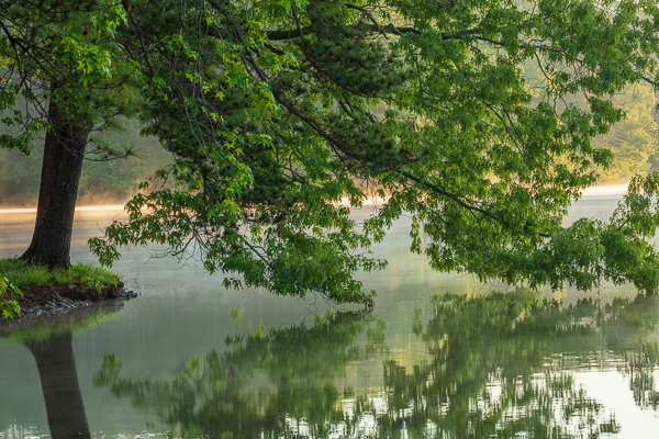Blue;Branches;Calm;Fog;Healing;Health care;Healthcare;Leaf;Mirror;Mist;Natchez Trace State Park;Nature;Obscured;Pastoral;Ripple;State Park;Sunlight;Sunshine;Tennessee;Tree;United States;Wabi Sabi;Water;Waterscape;dawn;daybreak;foggy;foliage;green;haze;lake;landscape;leaves;limbs;mist;misty;morn;morning;oneness;peaceful;plants;pond;pool;reflection;reflections;restful;serene;soothing;sunlit;sunrise;sunup;tranquil;tree limbs;trees;trunk;zen
