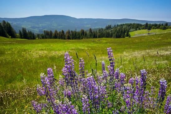 Bloom;Blossom;Blossoms;Blue;Branches;Brown;Bud;Calm;Close-up;Floweret;Flowering;Flowers;Healing;Health care;Healthcare;Mountain;Mountain Side;Mountain Top;Mountainous;Nature;Petal;Seasons;Spring;Springtime;Tan;Tree;bark;bloom;flora;floral;flower;green;landscape;leaves;limbs;lupine;peaceful;plants;purple;restful;serene;soothing;tranquil;tree limbs;trees;trunk;wildflower