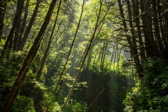 Branches;Brown;California;Fern Canyon;Flowers & Plants;Forest;Forested;God Rays;Looking up;Nature;Pastoral;Sun rays;Sunbeam;Sunlight;Sunshine;Tan;Timber;Timberland;Tree;United States;Wood;Woodland;Woods;Yellow;bark;dawn;daybreak;green;landscape;leaves;limbs;morn;morning;oneness;peaceful;plants;sunlit;sunrise;sunup;tree limbs;trees;trunk;zen