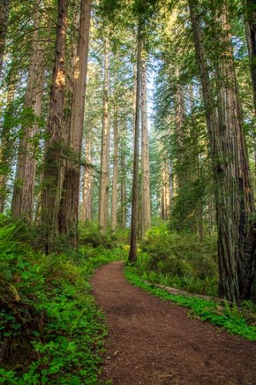 Branches;Brown;California;Calm;Forest;Forested;Healing;Health care;Healthcare;Hiking Trail;Journey;Nature;Pastoral;Path;Pathway;Tan;Timber;Timberland;Tree;Walkway;Wood;Woodland;Woods;bark;green;landscape;leaves;limbs;oneness;peaceful;plants;restful;road;serene;soothing;trail;tranquil;tree limbs;trees;trunk;zen