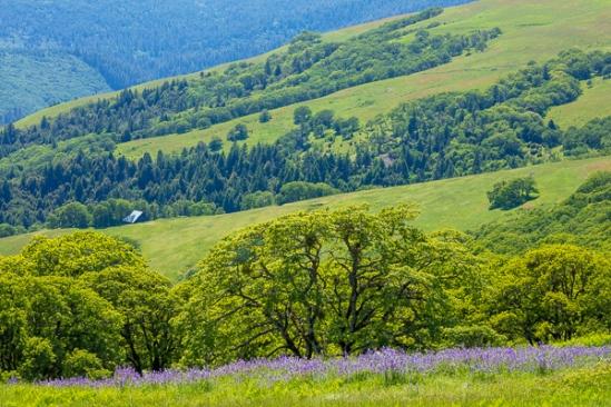 Barn;Bloom;Blossom;Blossoms;Blue;Branches;Calm;Floweret;Flowering;Flowers;Forest;Healing;Health care;Healthcare;Hill;Mountain;Mountain Side;Mountainous;Nature;Pastoral;Sunlight;Sunshine;Tree;Wood;Woodland;Woods;bloom;field;flora;floral;flower;green;hillside;landscape;leaves;limbs;lupine;oneness;pasture;peaceful;plants;purple;restful;serene;soothing;sunlit;tranquil;tree limbs;trees;trunk;wildflower;zen
