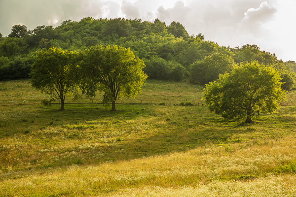 Branches;Calm;Cloud;Cloud Formation;Clouds;Cloudy;Healing;Health care;Healthcare;Hill;Mountain;Nature;Pastoral;Sunlight;Sunshine;Tree;Weather;Yellow;field;grass;green;hillside;landscape;leaves;oneness;orange;peaceful;restful;serene;sky;soothing;sunlit;tranquil;trees;zen