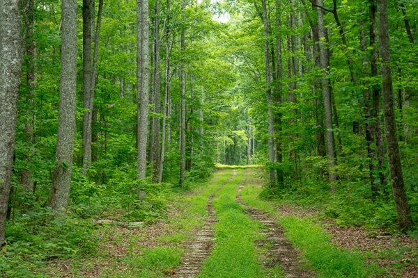 Branches;Brown;Calm;Chestnut Mountain;Forest;Forested;Healing;Health care;Healthcare;Hiking Trail;Nature;Pastoral;Path;Pathway;Roadway;Tan;Tennessee;Timber;Timberland;Tree;United States;Walkway;Wood;Woodland;Woodlands;Woods;grass;green;landscape;leaves;limbs;oneness;peaceful;plants;restful;road;serene;soothing;trail;tranquil;tree limbs;trees;trunk;zen