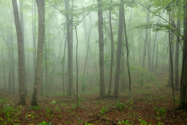 Calm;Chestnut Mountain;Fog;Forest;Healing;Health care;Healthcare;Mist;Nature;Obscured;Pastoral;TNC;Tennessee;Timber;Timberland;United States;Wood;Woodland;Woods;foggy;haze;landscape;leaves;mist;misty;oneness;peaceful;restful;serene;soothing;tranquil;trees;zen