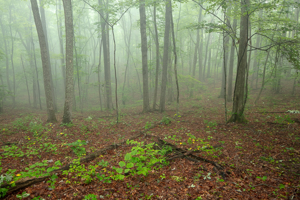 Calm;Chestnut Mountain;Fog;Forest;Healing;Health care;Healthcare;Mist;Nature;Obscured;Pastoral;TNC;Tennessee;Timber;Timberland;United States;Wood;Woodland;Woods;foggy;haze;landscape;leaves;mist;misty;oneness;peaceful;restful;serene;soothing;tranquil;trees;zen